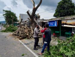 Dinas Perkim Lobar, Bhabinkamtibmas, dan Warga Dasan Tapen Gotong Royong Melakukan Pemangkasan Pohon