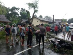 Seorang Pengendara Motor Tertimpa Pohon Tumbang, Sat Samapta Polres Loteng Bantu Evakuasi