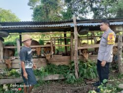 Upaya Cegah PMK Bhabinkamtibmas Polsek Plampang Himbau Warga Jaga Kebersihan Kandang