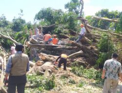Petugas Gabungan dan Masyarakat Lakukan Pemotongan dan Evakuasi Pohon Tumbang di Kediri