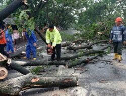 Polres Lombok Barat Respon Cepat Evakuasi Pohon Tumbang di Wilayahnya pada Lima Lokasi