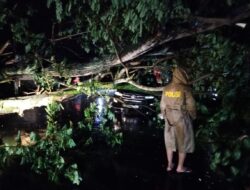 Cuaca Ekstrim Menyebabkan Pohon Tumbang Dan Menimpa Kendaraan Roda Empat Di Kopang