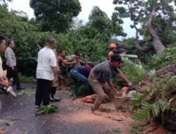 Respon Cepat Polisi Evakuasi Pohon Tumbang Di Jalan Raya Lingsar