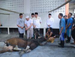 Rayakan Idul Adha 1444 H dan Peringati Hari Bhayangkara 77, Polda NTB Sembelih Ratusan Ekor Hewan Qurban