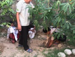 Sulhan Muchlis, Tokoh Muda Bumi Gora Pelopor Gerakan Diversifikasi Pangan Pesantren di Pulau Seribu Masjid