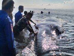 Ikan Paus Sepanjang 15 Meter Terdampar di Pesisir Pantai Pringgabaya Utara