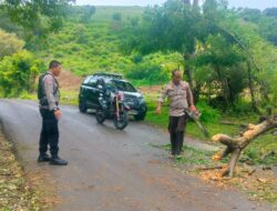 Pohon Tumbang, Polsubsektor Moyo Utara Gerak Cepat Lakukan Evakuasi