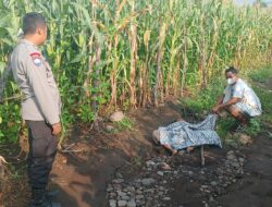 ODGJ Asal Sambelia Di Temukan Meninggal Dunia Di Ladang jagung Polisi Langsung Evakuasi Korban