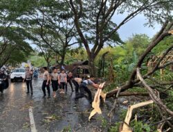 Polres Loteng Evakuasi Pohon Tumbang Halangi Arus Lalu Lintas.