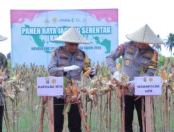 Kapolda NTB Irjen Pol. Hadi Gunawan Ikut Panen Raya Jagung Serentak Kuartal III