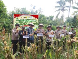 Panen Raya Jagung Serentak Kuartal IV Tahun 2025 di Bayan, Lombok Utara, Dukung Swasembada Pangan Nasional