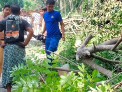 Personel Ditpolairud Polda NTB Bantu Warga Singkirkan Pohon Tumbang di Lombok Barat